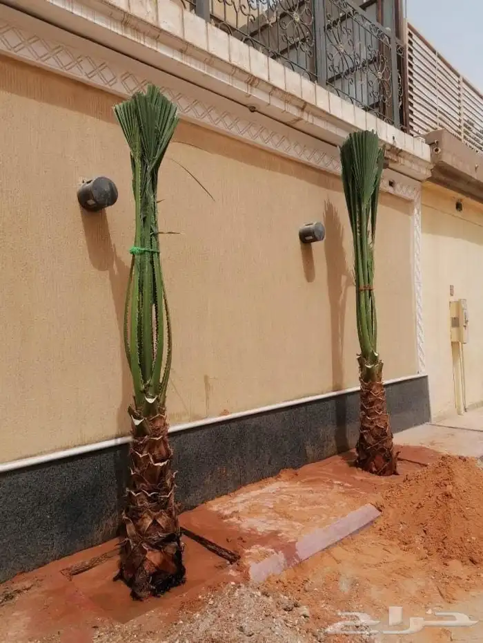 نخل وشنطونيا لزينت القصور والفلل والاستراحات والبيوت 2