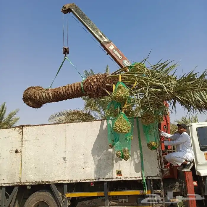 نخل للبيع شيشي واشنطني برحي صقعي نخيل اخلاص منيفي روثانا 4