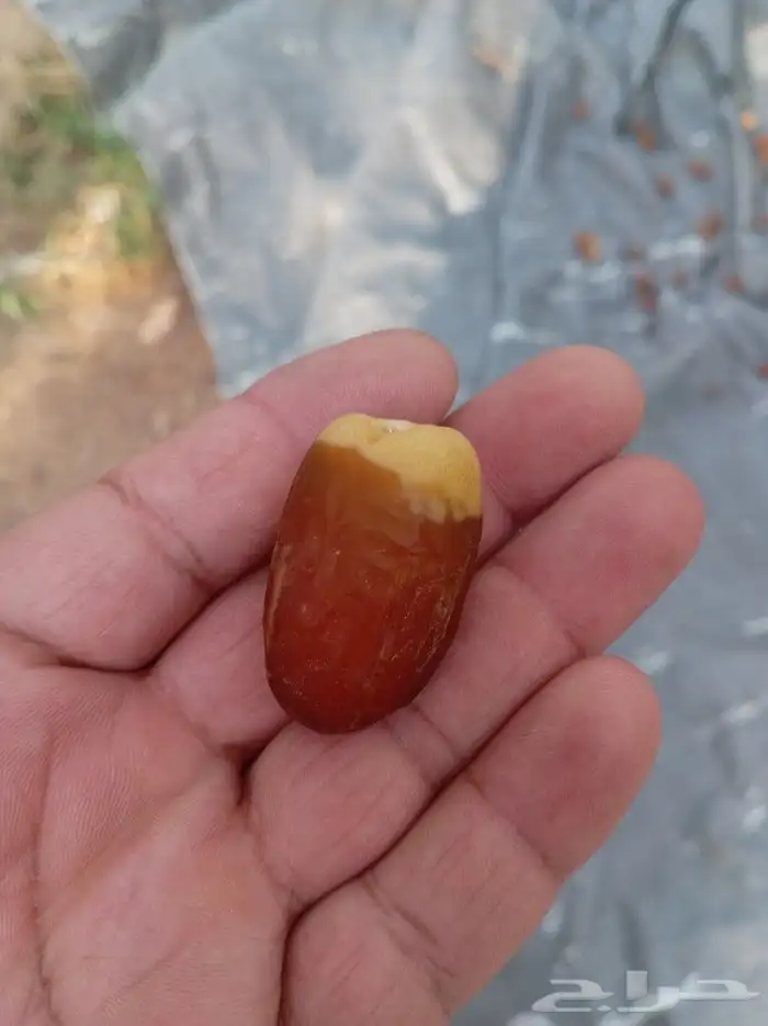 تمور فاخره جميع اانواع 0
