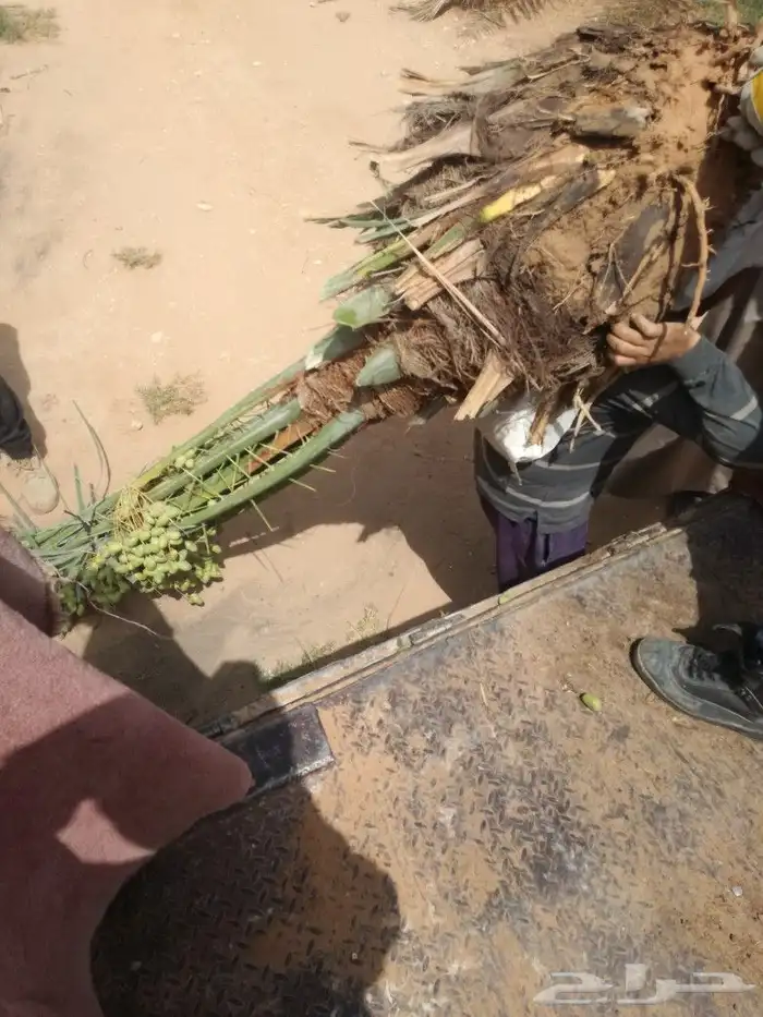 نخل مثمر اخلاص صقعي مجدول نخيل سكري هلالي منيفي عجوه 5