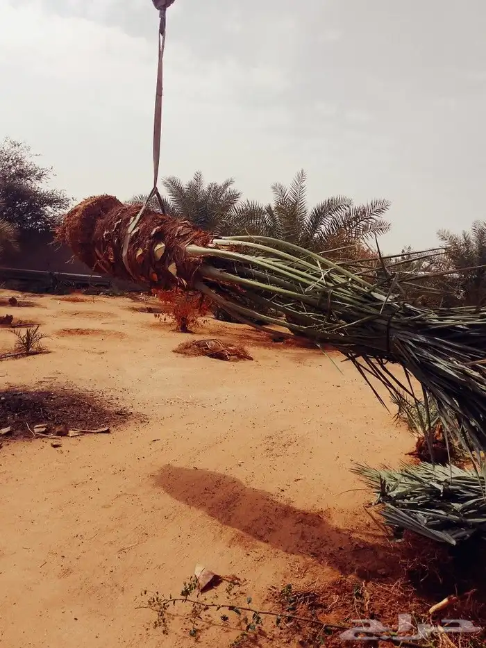 نخل للبيع شيشي واشنطني برحي صقعي نخيل اخلاص منيفي روثانا 8