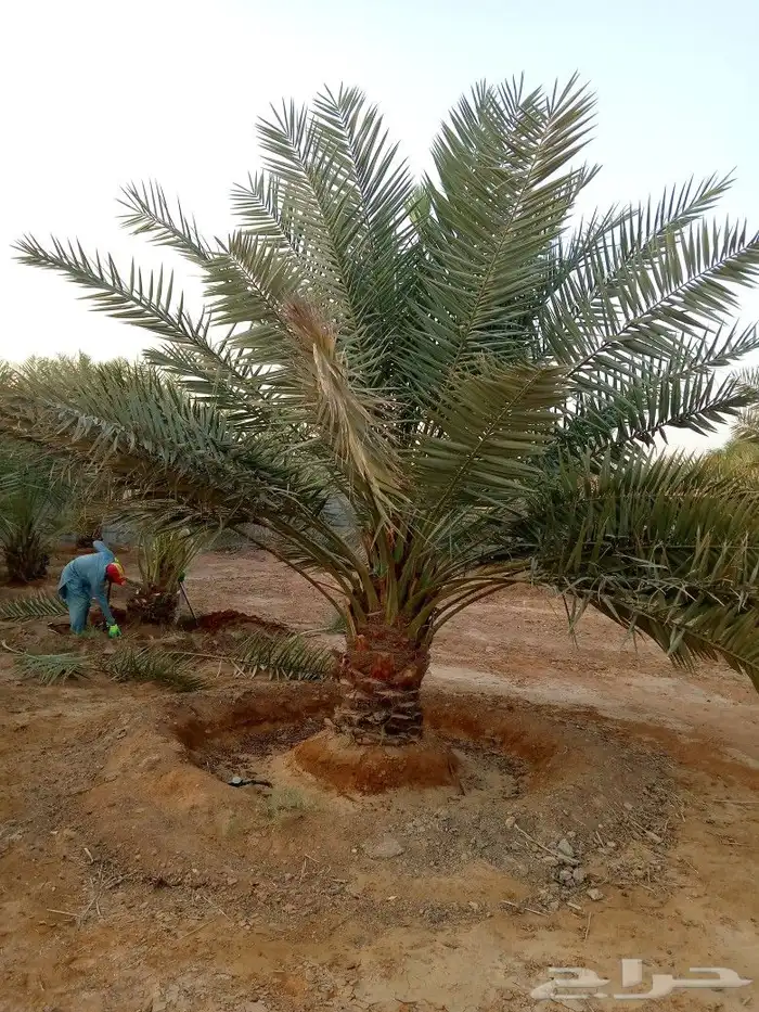 نخل مثمر اخلاص صقعي مجدول نخيل سكري هلالي منيفي عجوه 4