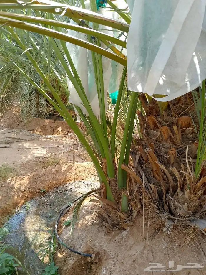نخل للبيع شيشي واشنطني برحي صقعي نخيل اخلاص منيفي روثانا 10