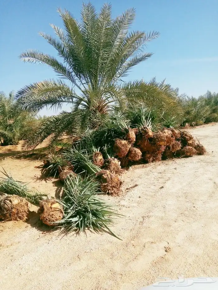 نخل مثمر اخلاص صقعي مجدول نخيل سكري هلالي منيفي عجوه 9