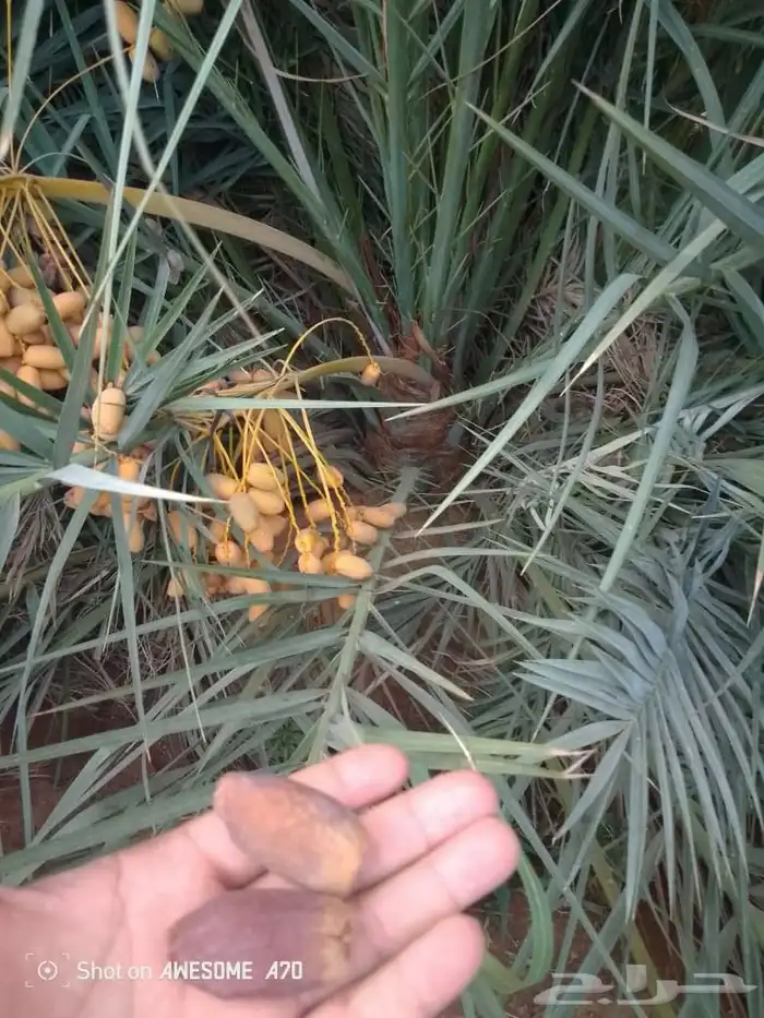 يوجد نخيل البيع القصيم اسعرنا معقوله نخل علااشراط 0