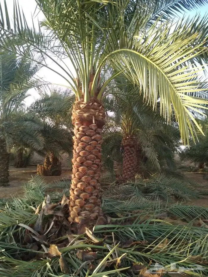نخيل واشنطن ونخل عربي 2