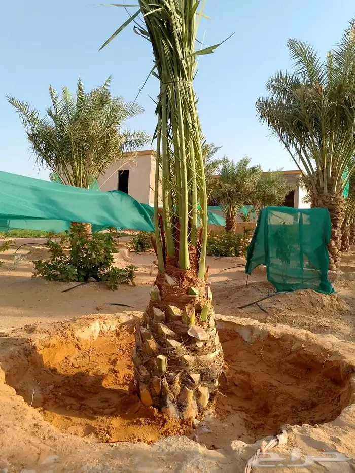 نخل للبيع شيشي واشنطني برحي صقعي نخيل اخلاص منيفي روثانا 7