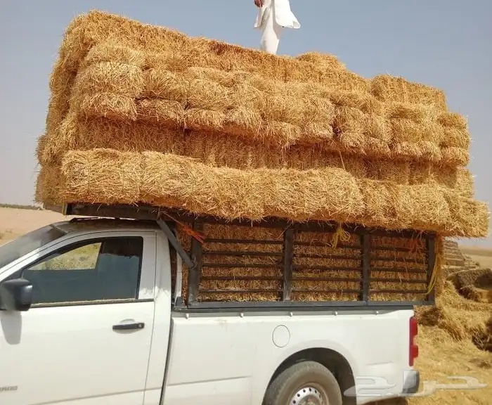 تيبن بور شقراء 0