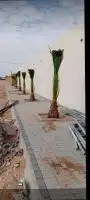 القصيم 3