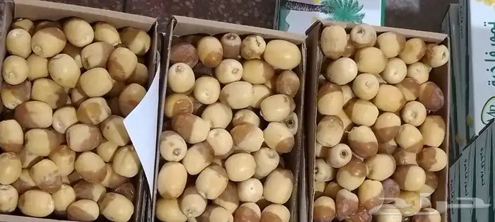 خراف هلالي مناصيف 0