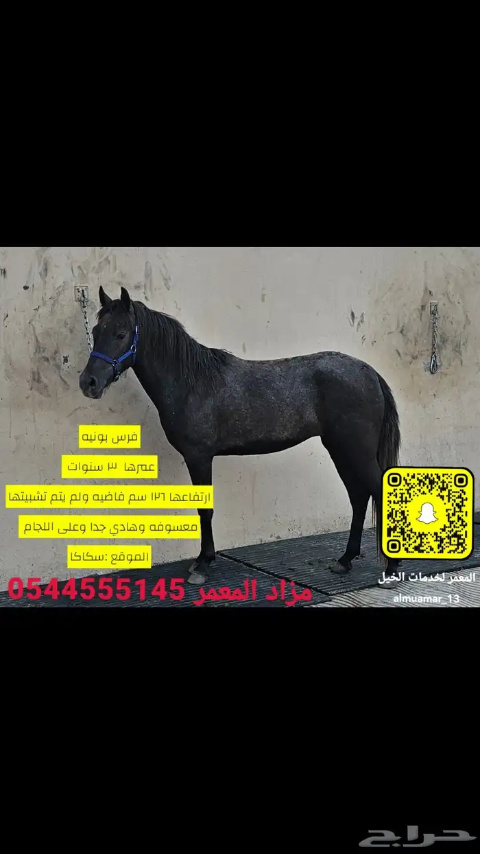 فرس بونيه هاديه 0