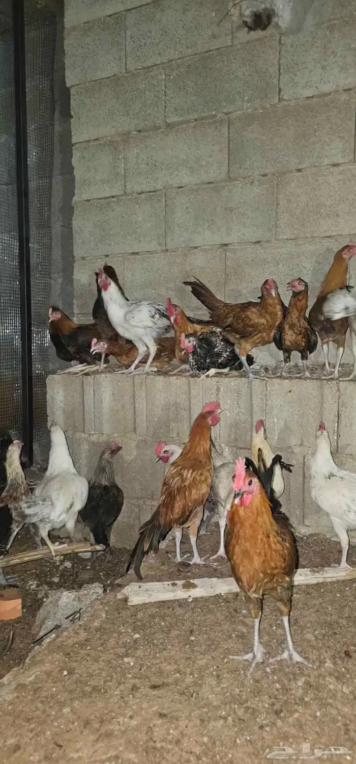 ديكه ديكوك بلدي للبيع 4