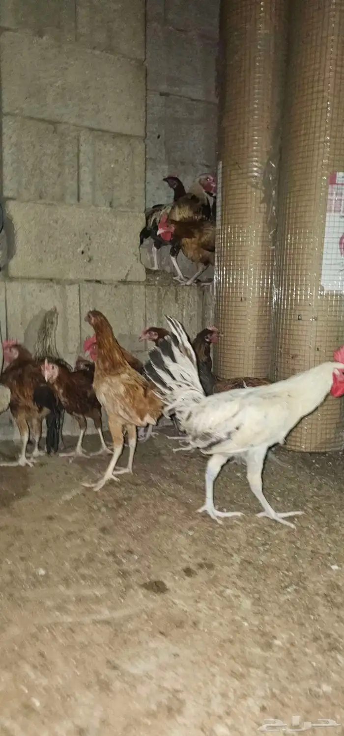 ديكه ديكوك بلدي للبيع 2