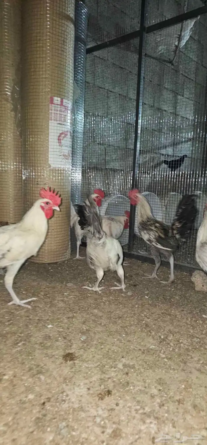 ديكه ديكوك بلدي للبيع 1