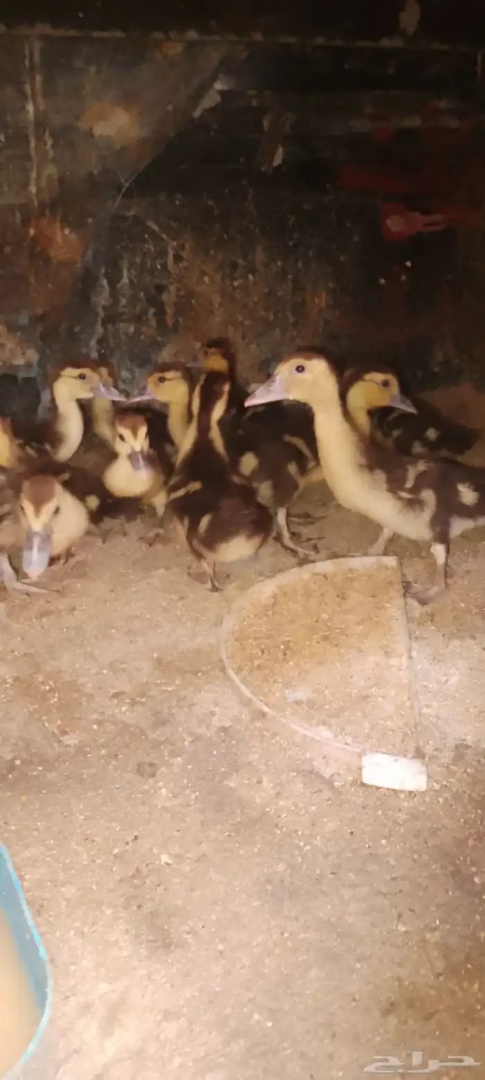 صيصان بط سوداني ابو بحه للبيع 1