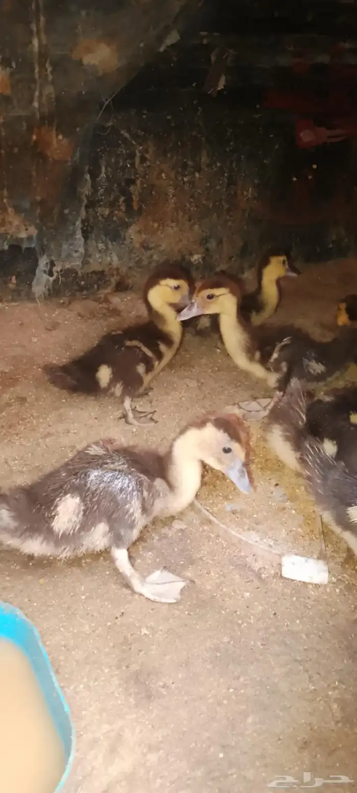 صيصان بط سوداني ابو بحه للبيع 2