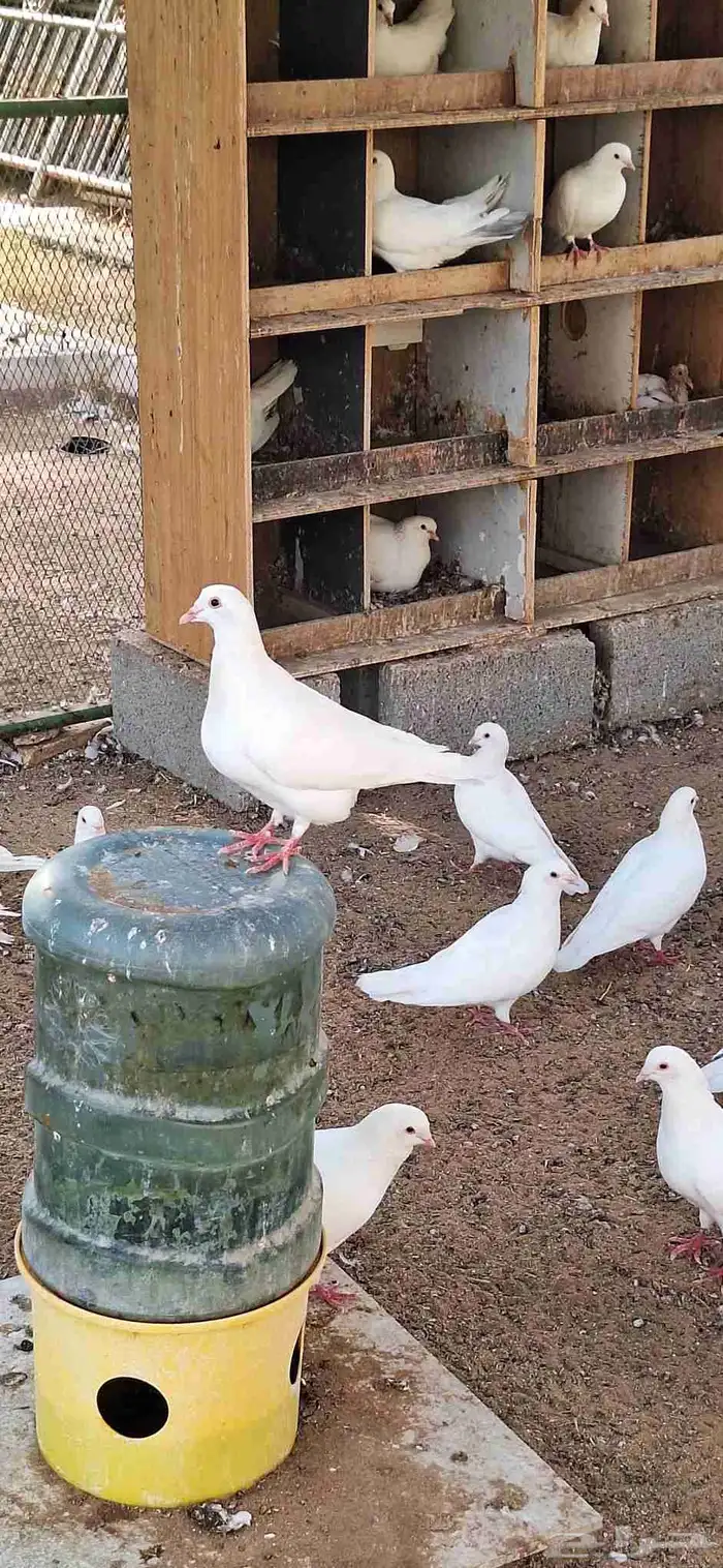 حمام فرنسي ماشاء الله تبارك الله 0
