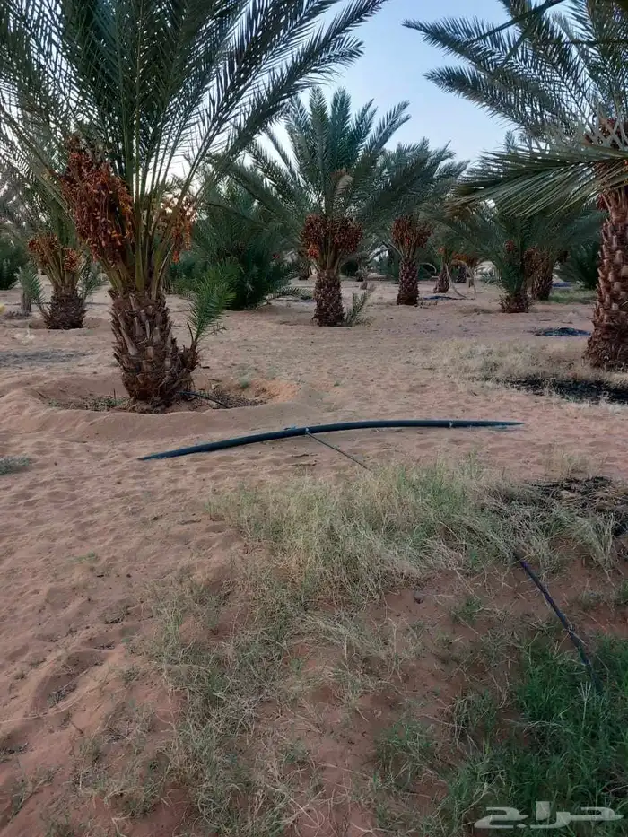 بيع تمر على روس النخل 0
