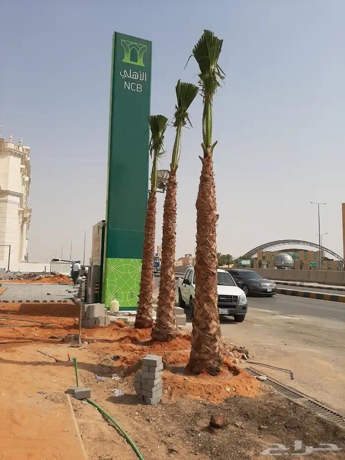 مقاول نخيل عربي وشنطني بسعر مناسب 5