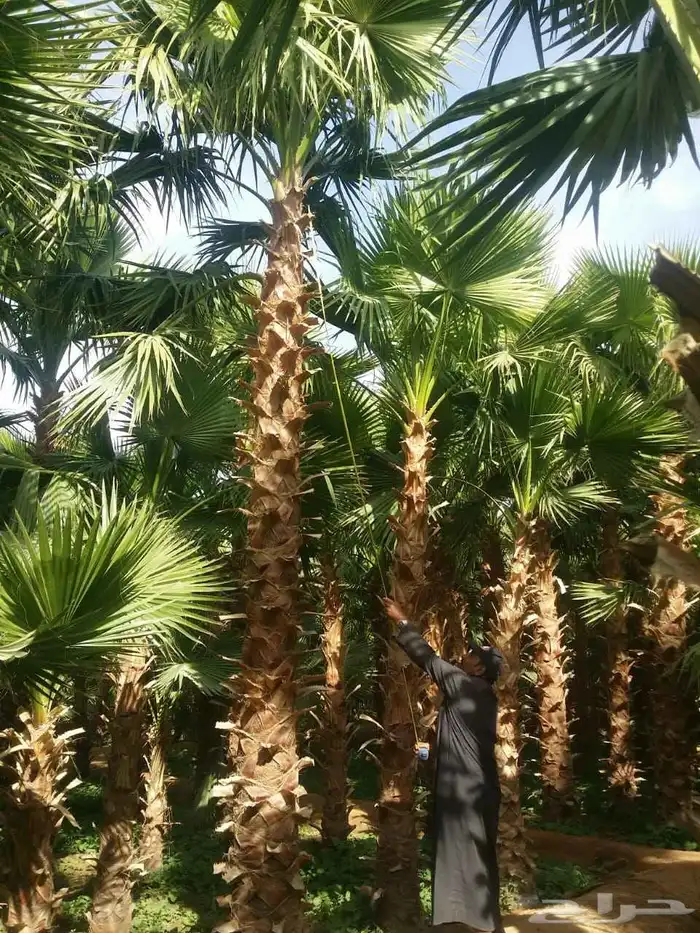 ابوياسين لبيع جميع انواع النخيل البلدي والواشنطن والفسيل 7