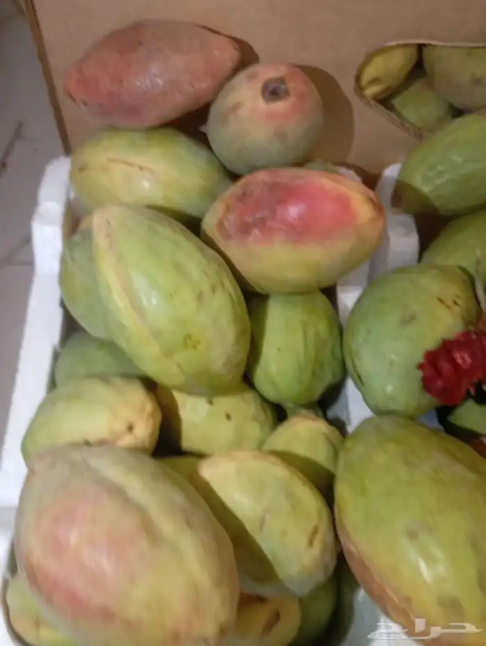 اللوز القطيفي بانواعه 3