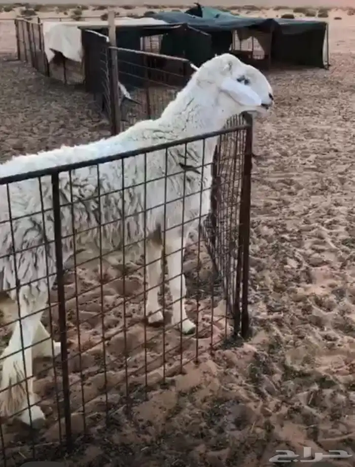 مشروع فحل صنف فاخر 2