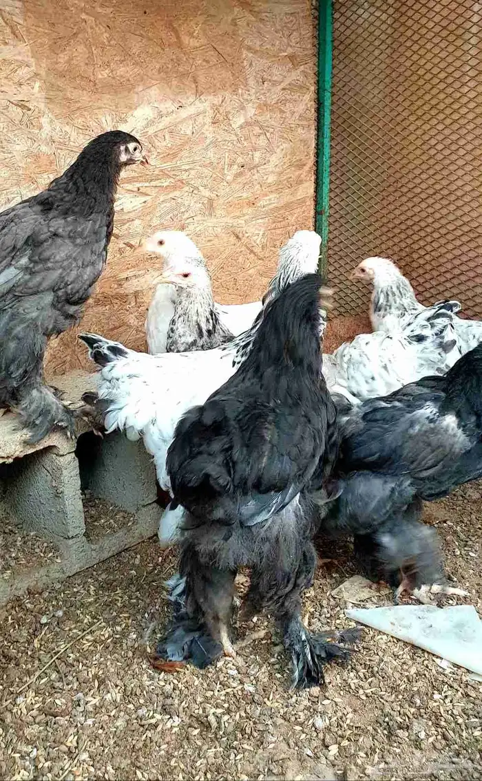 تم البيع...صيصان براهما كولومبي وأسود فاخر 3