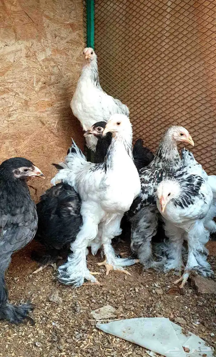 تم البيع...صيصان براهما كولومبي وأسود فاخر 1