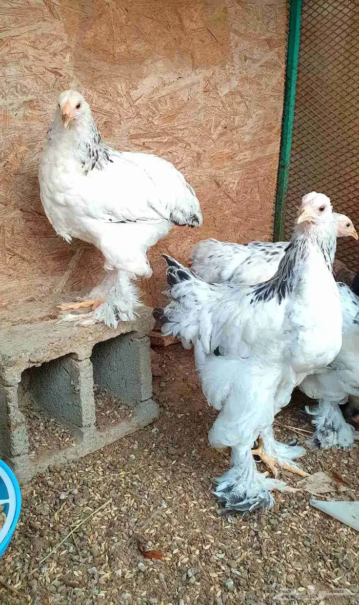 تم البيع...صيصان براهما كولومبي وأسود فاخر 2