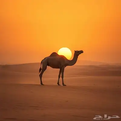 مطلوب باترول 4500 صالون 0
