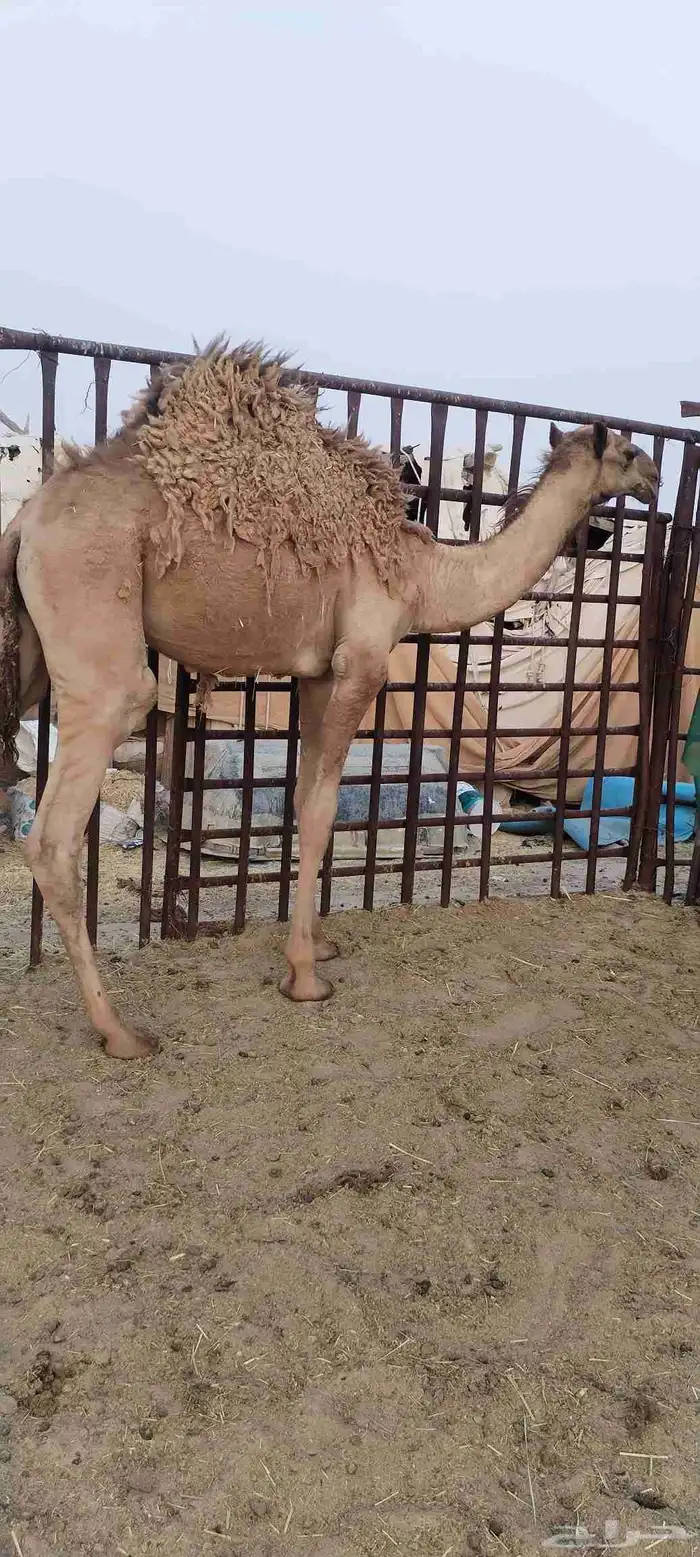 قعود فل الفل 0