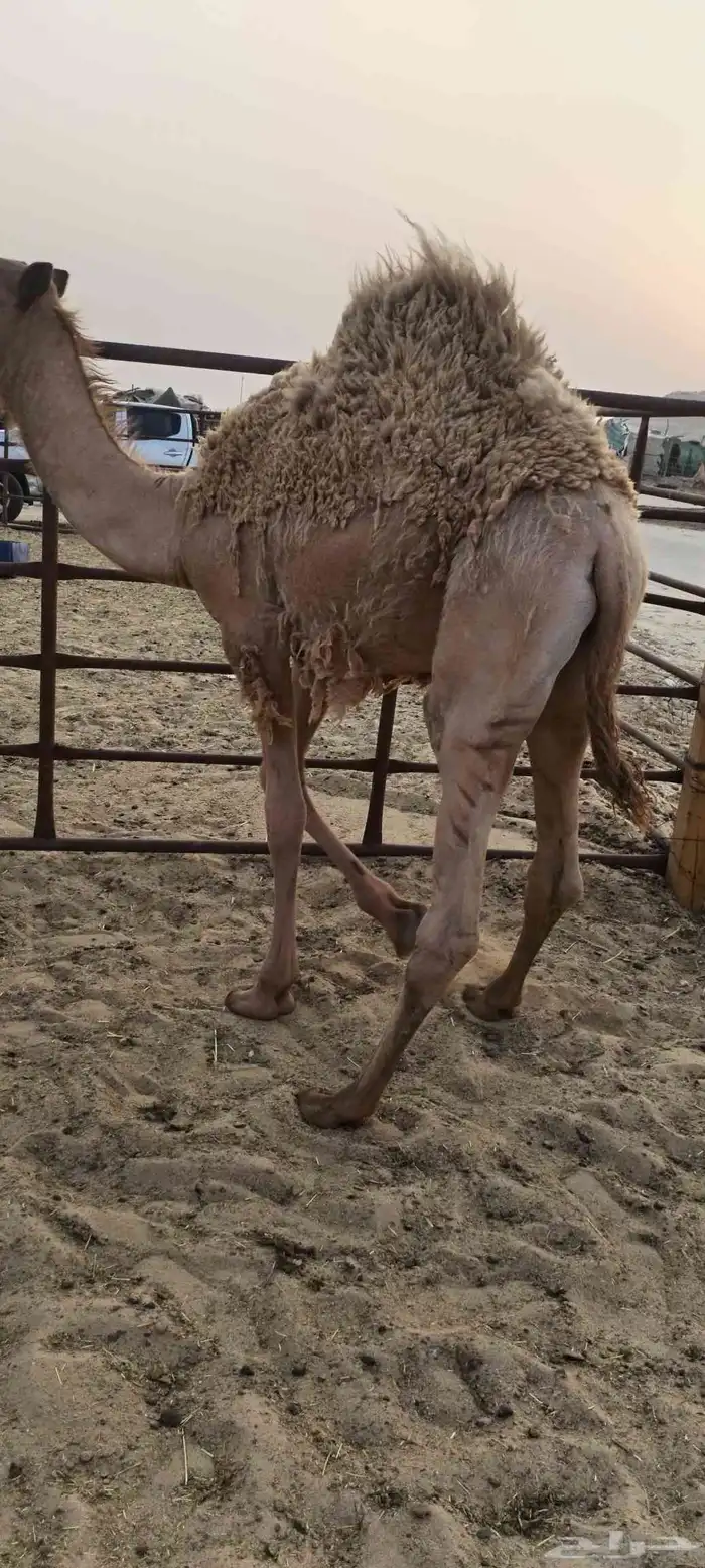 قعود فل الفل 1