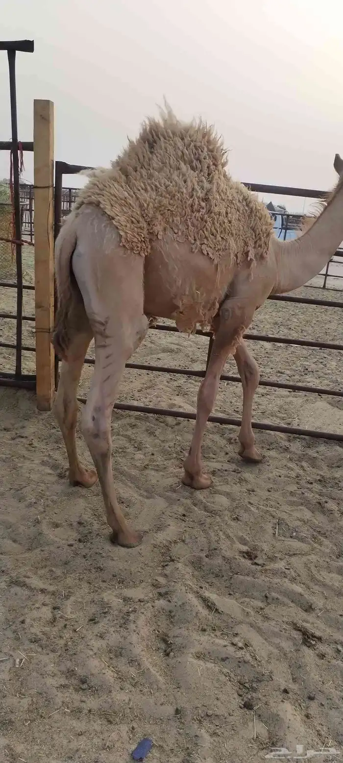 قعود فل الفل 2