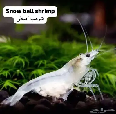 شرمب اللوان مختلفة 2