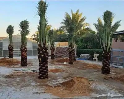فسايل ونخيل بجميع أنواعها 9