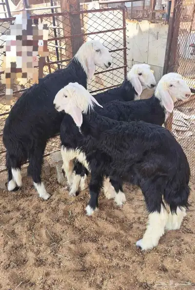بهم طليان رخال خرفان نجد 2