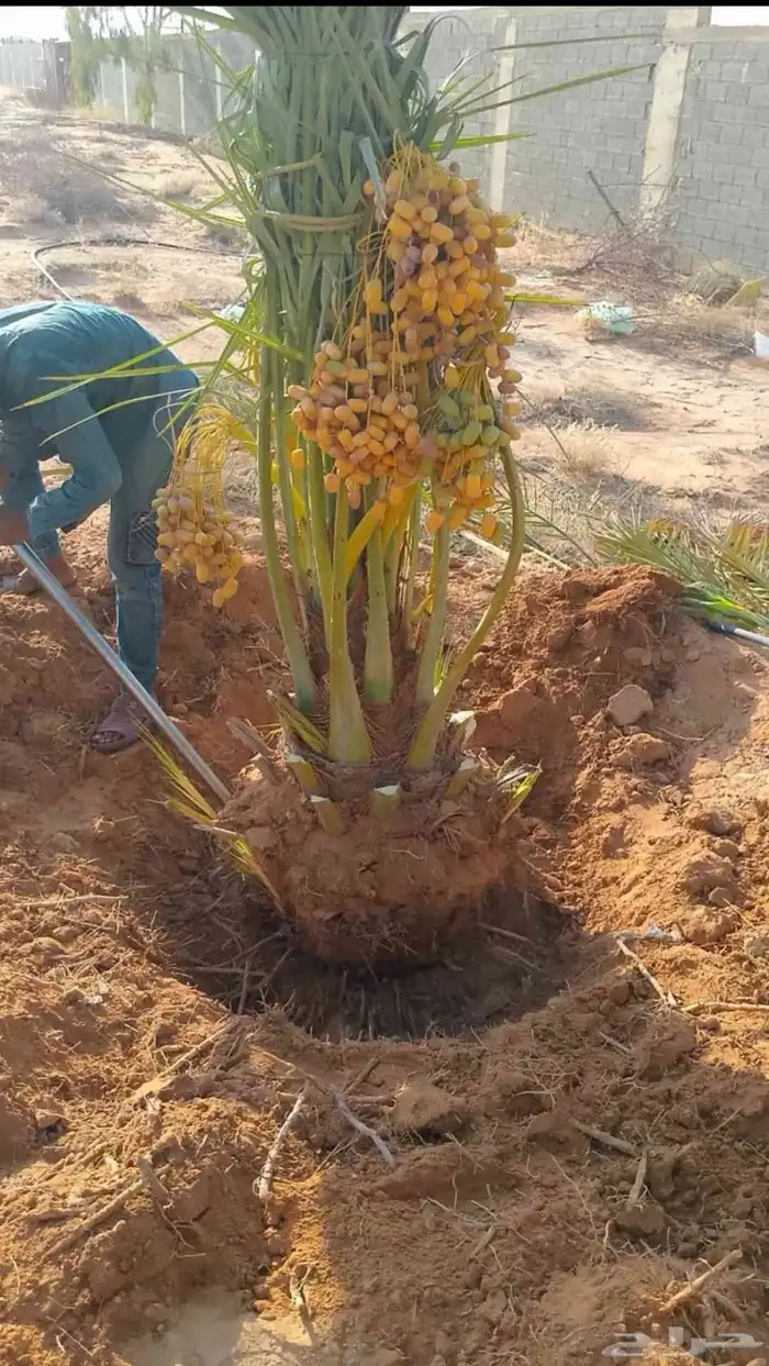 توفر خلاص طيب سكري صقعي مجدول برحي 0