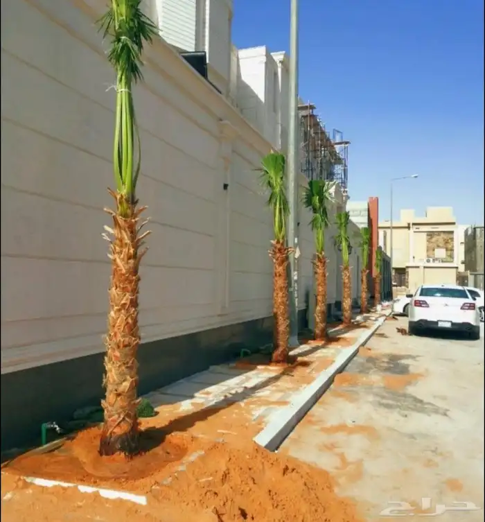 نخيل واشنطني جميع المقاسات ونوصل جميع مناطق المملكة بأسعار م 4