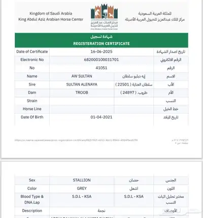 فحل واهو 4 سنوات ولد سلطان العنايه 2