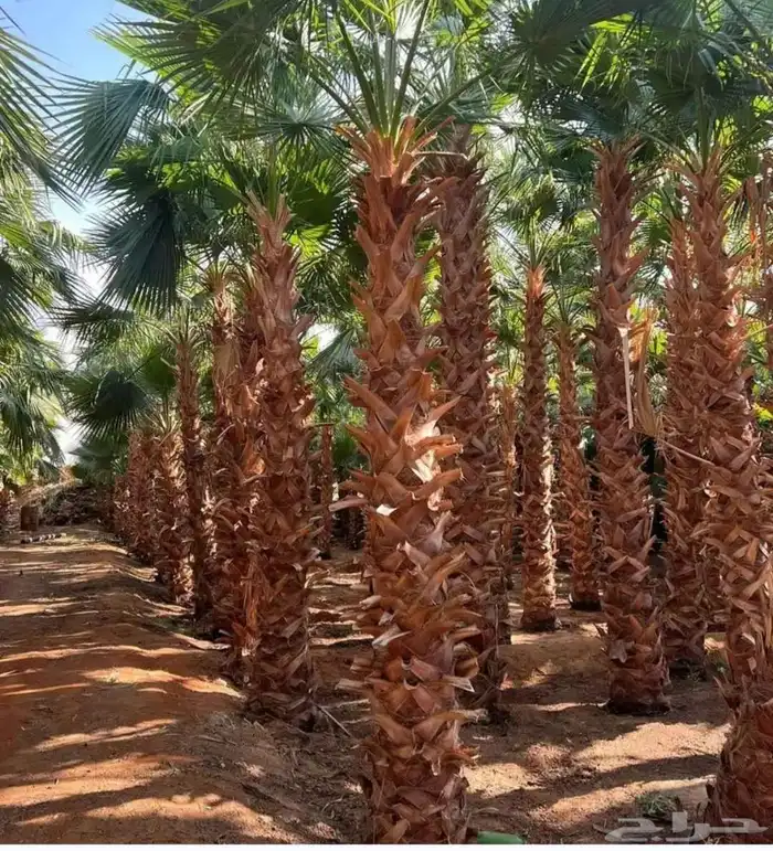 نخيل واشنطني جميع المقاسات ونوصل جميع مناطق المملكة بأسعار م 2
