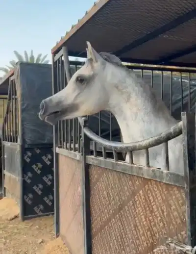 فحل واهو 4 سنوات ولد سلطان العنايه 0