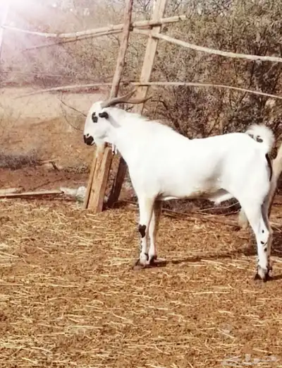 مشروع فحل بيشي امرخ بعمر 7 شهور 0