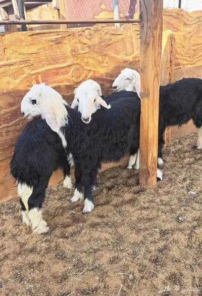 بهم طليان رخال خرفان نجد 0