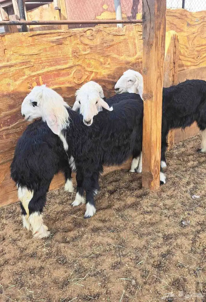 بهم طليان رخال خرفان نجد 0