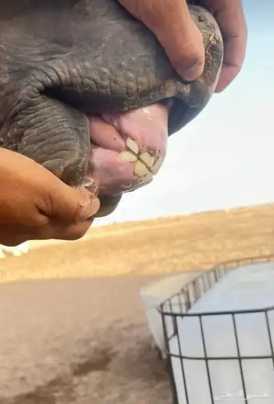 حصان عربي شعبي 2