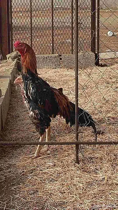 ديك شامو ياباني 3