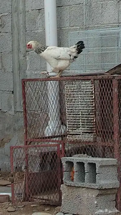 زوج فروخ براهما العمر 7 شهور 4