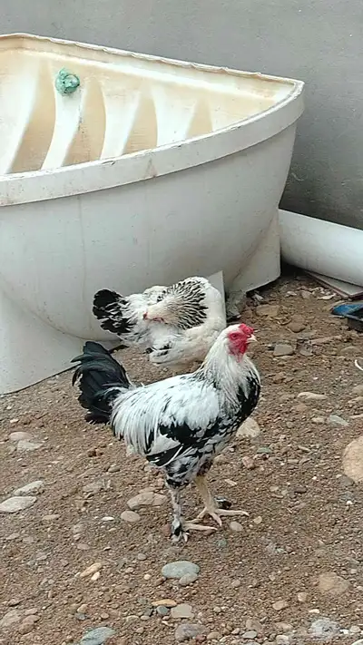 زوج فروخ براهما العمر 7 شهور 5