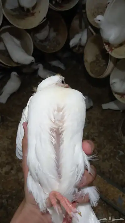 زغاليل فرنسي 2