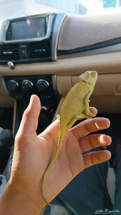حرباء للبيع 1
